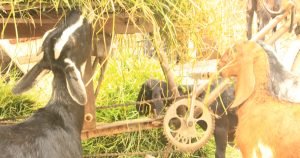 খামারেই স্বাবলম্বী কচি হিজড়া